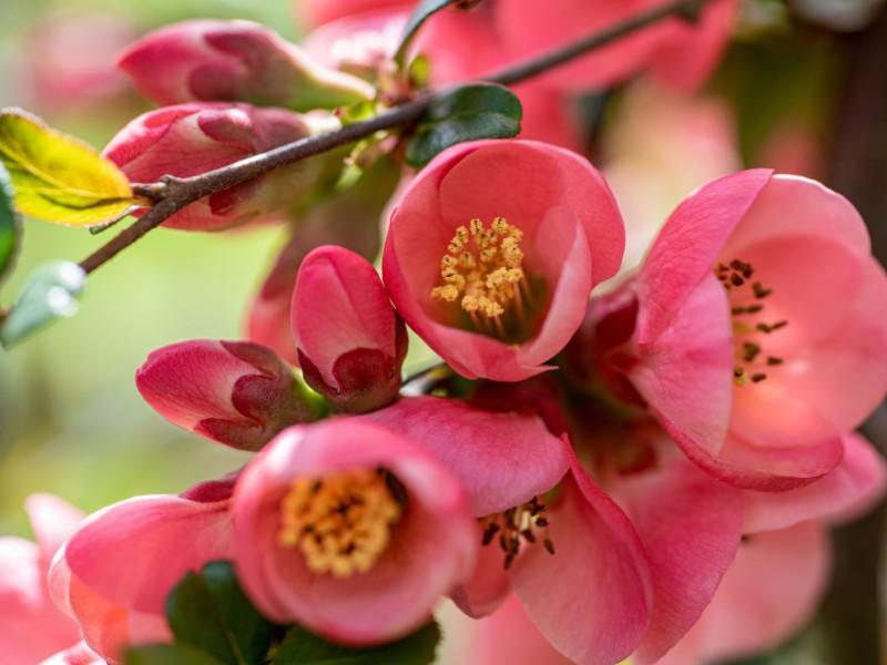 Begonias