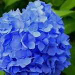 Blue Flowers
