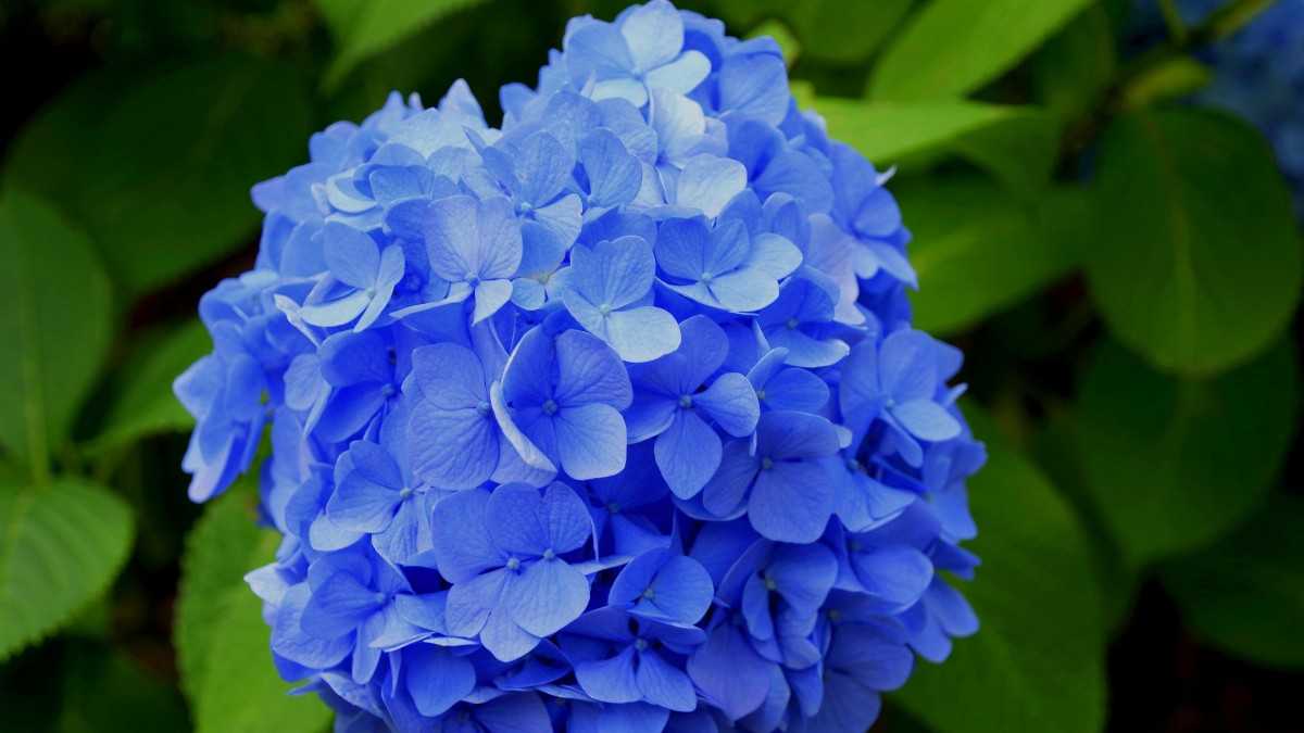 Blue Flowers