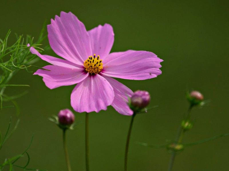 Cosmos