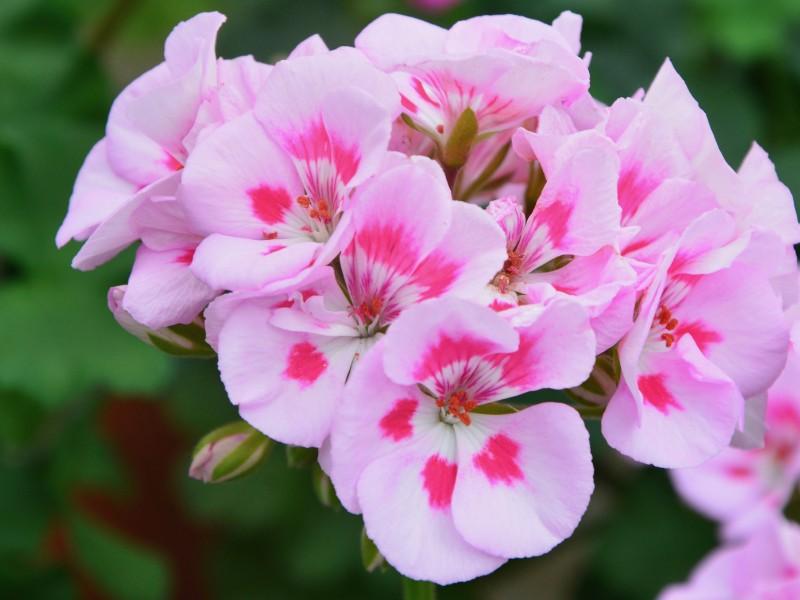 Geraniums