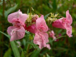 Impatiens