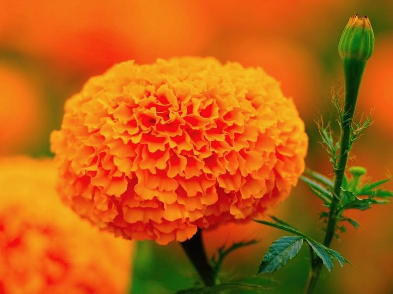 Marigolds