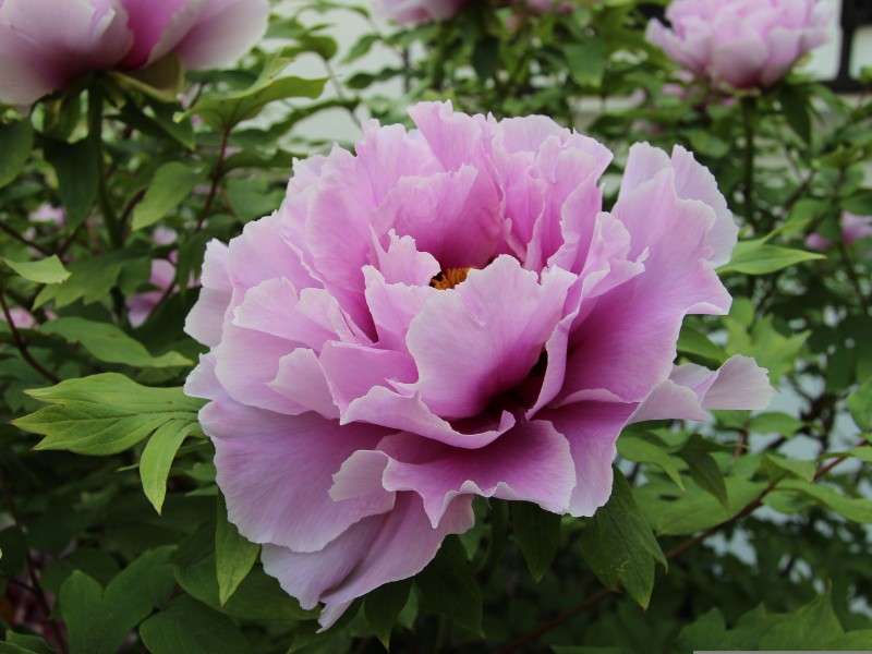 Peonies