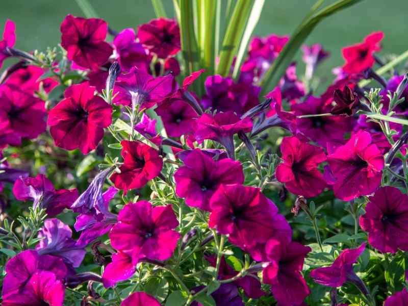 Petunias