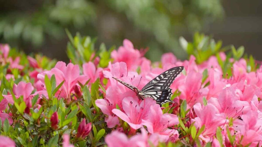 Pink Flowers
