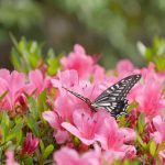 Pink Flowers