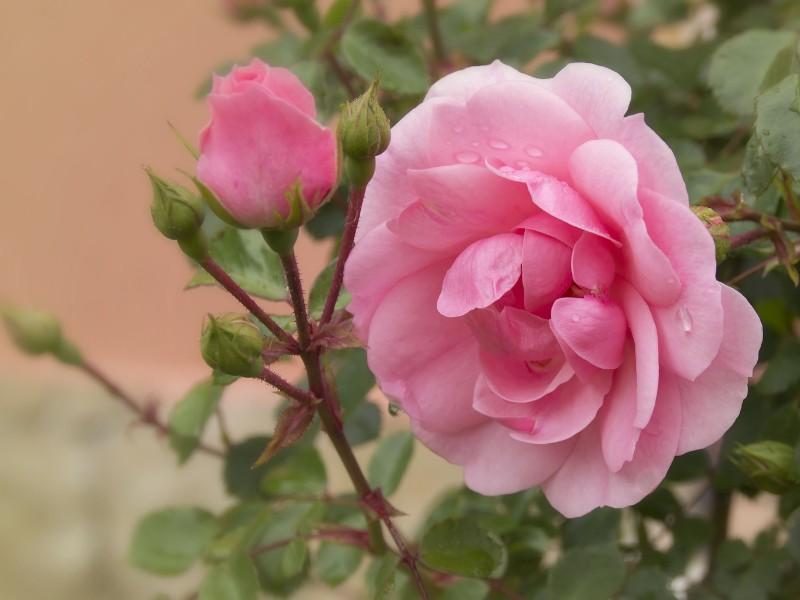 Pink Roses