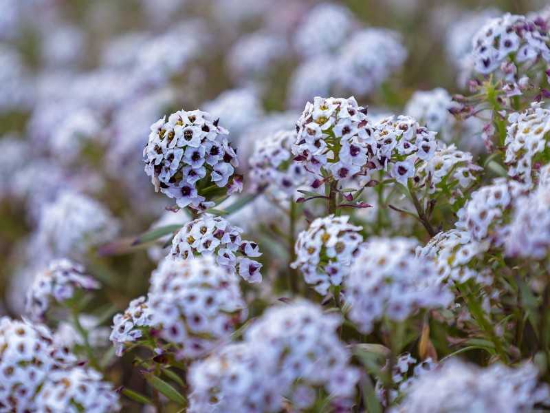 Sweet Alyssum