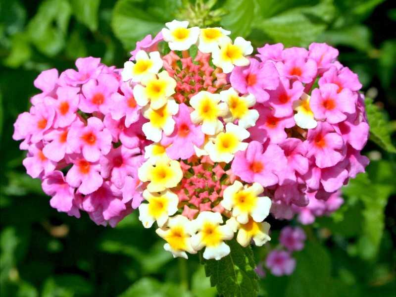 Verbena