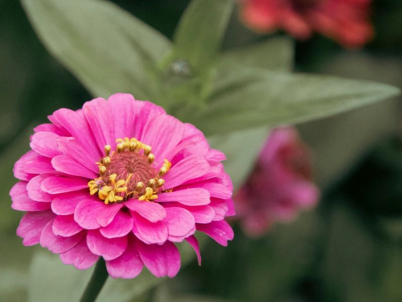 Zinnias