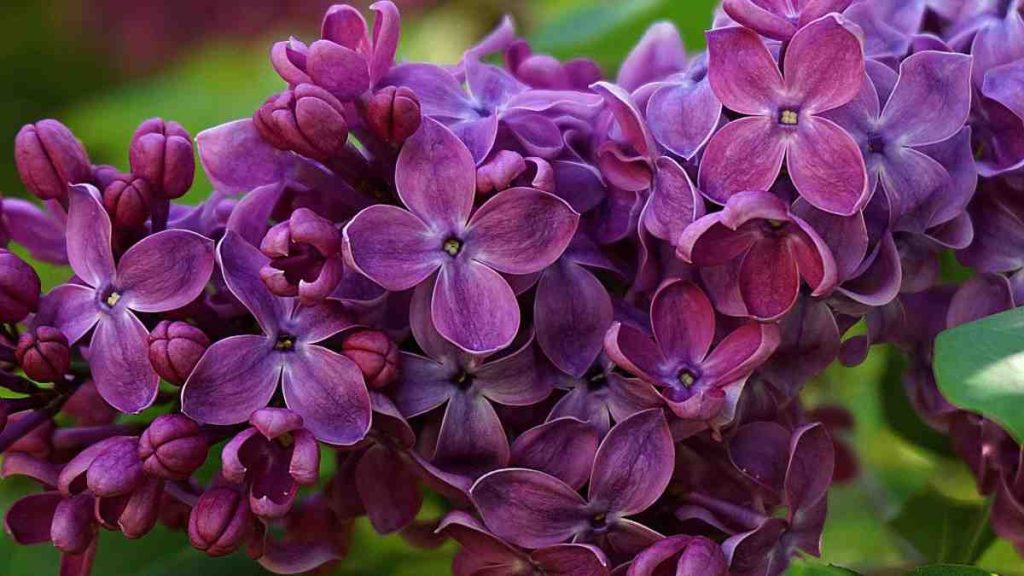 Lilac Flower