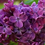Lilac Flower