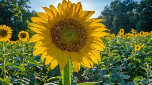 sunflower