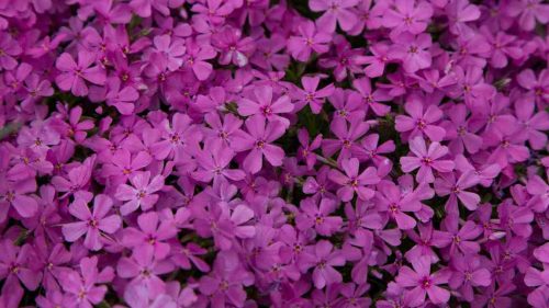 Creeping Phlox