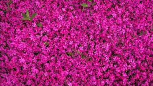 Creeping Thyme