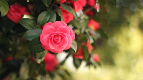 Middlemist (Camelia)