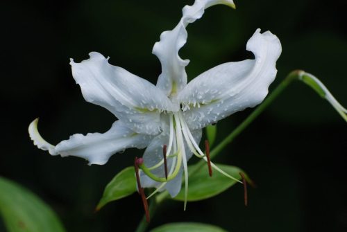 Ghost Orchid